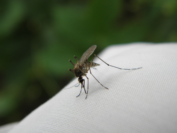 Συναγερμός στο ECDC: Εξάπλωση ασθενειών που μεταδίδονται από κουνούπια στην Ευρώπη