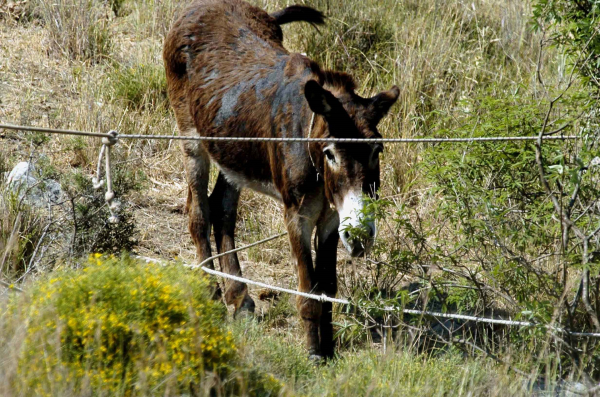 Υποβλήθηκε σε ευθανασία το γαϊδουράκι που κακοποιήθηκε στη Ζίτσα (βίντεο)