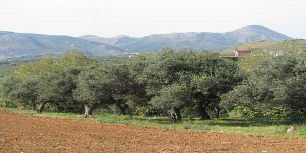 ΠΕ Εβρου 27 προσλήψεις στη δακοκτονία