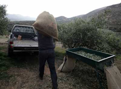 Πέφτει λόγω Τυνησίας η τιμή του Ελληνικού ελαιολάδου