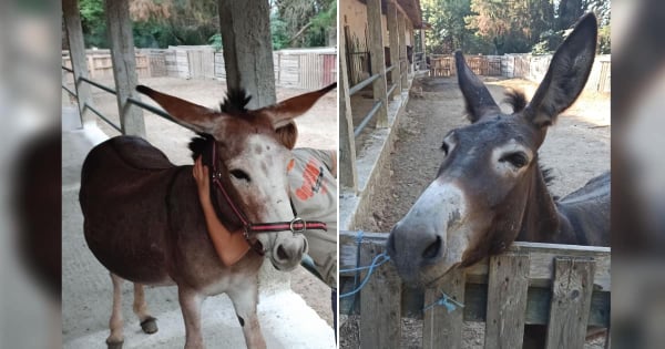 Αίσιο τέλος για τα δύο γαϊδουράκια που αγνοούνταν από αγρόκτημα του «Χαμόγελου του Παιδιού» (βίντεο)