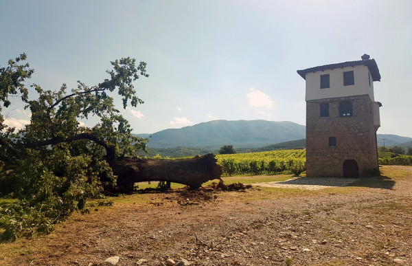 Η κακοκαιρία ξερίζωσε το σύμβολο του κτήματος Κυρ-Γιάννη - Οι ισχυροί άνεμοι έσπασαν την υπεραιωνόβια δρυ