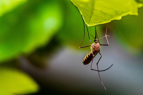 Ισπανία: Εργαστήριο στειρώνει κουνούπια για να καταπολεμήσει τις ασθένειες