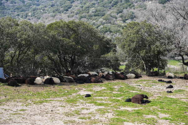 Λέσβος: Στα 48 ανέρχονται τα κρούσματα του αφθώδους πυρετού