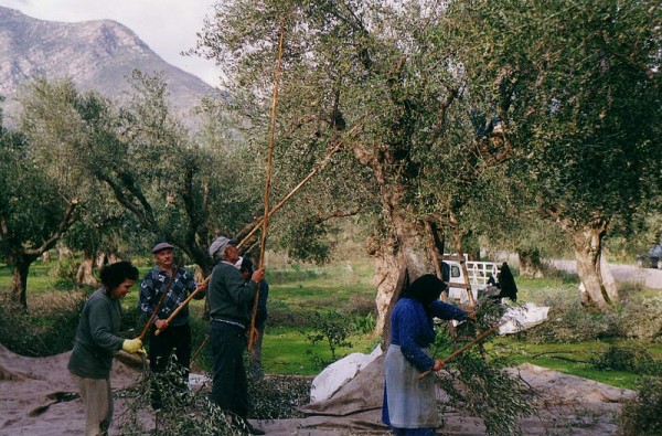 Συγκομιδή ελαιοκάρπου από το κτήμα του Δήμου Ιλίου στον Πύργο Βασιλίσσης