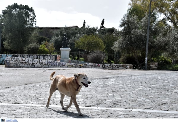 Δικογραφία σε βάρος της ηλικιωμένης που πέταξε μαγκούρα σε σκύλο (βίντεο)