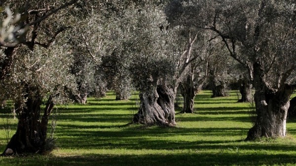 Ο Δελφικός Ελαιώνας στο πανεπιστήμιο του Yale ως παγκόσμιο παράδειγμα προβολής ελαιολάδου και ελιάς