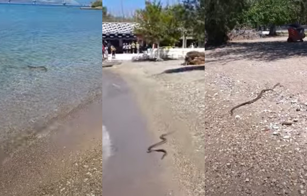 Πανικός σε παραλία στην Πάτρα: Είδαν φίδι να κολυμπάει και βγήκαν όλοι έξω - Δείτε βίντεο